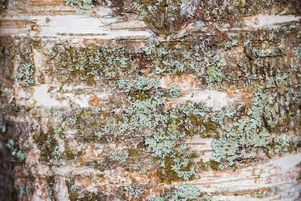 老白木树皮 抽象的自然背景 — 图库照片
