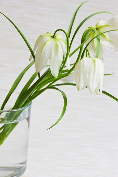 Cam Beyaz Lale Çiçekler — Stok fotoğraf