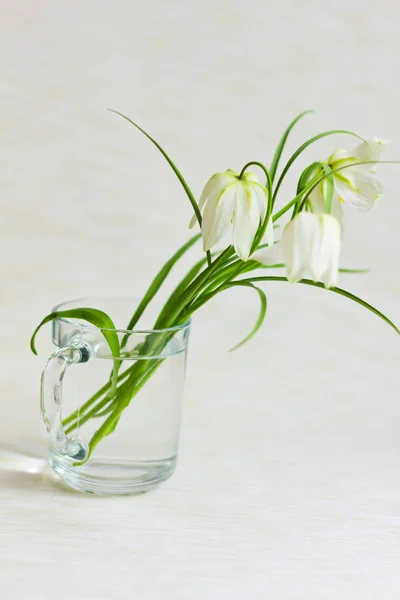 Vita Tulpaner Blommor Glas — Stockfoto