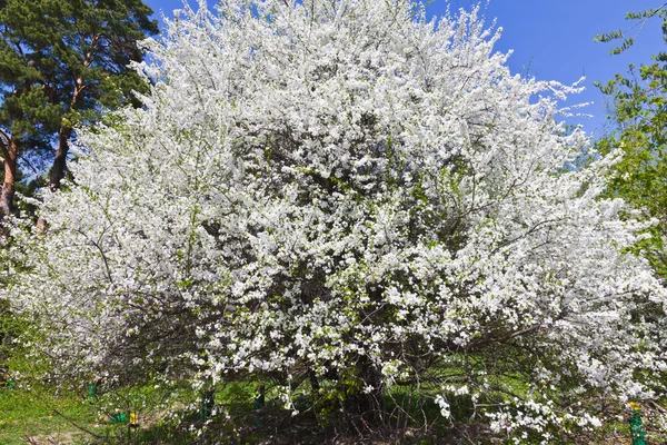 Vårträd Med Vita Blom Blommor Och Blå Daghimmel — Stockfoto