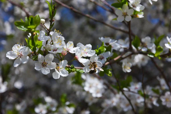 Jarní Stromek Bílými Květy — Stock fotografie