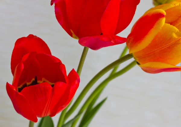 Piros Tulipán Virágok Csokor Stúdió Shot Közelről — Stock Fotó