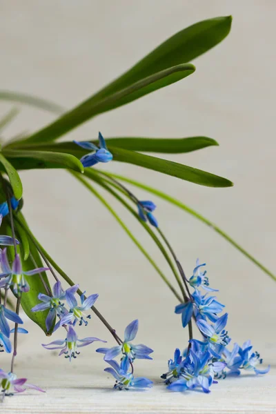 Färgglada Blommor Vit Bakgrund — Stockfoto