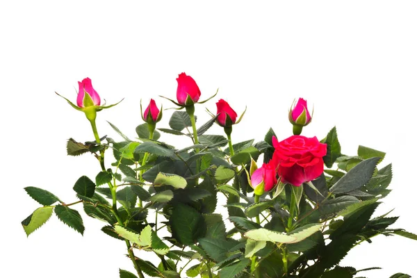 Krásné Květiny Izolované Bílém Pozadí — Stock fotografie