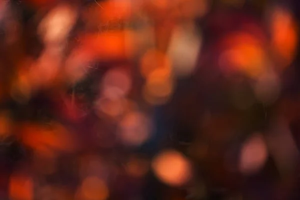 Гілки Апельсиновим Осіннім Листям Рододендрон Ефектом Боке — стокове фото