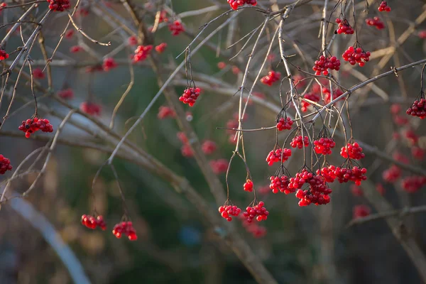 Vörös Viburnum Levelek Nélküli Ágak Ősszel — Stock Fotó