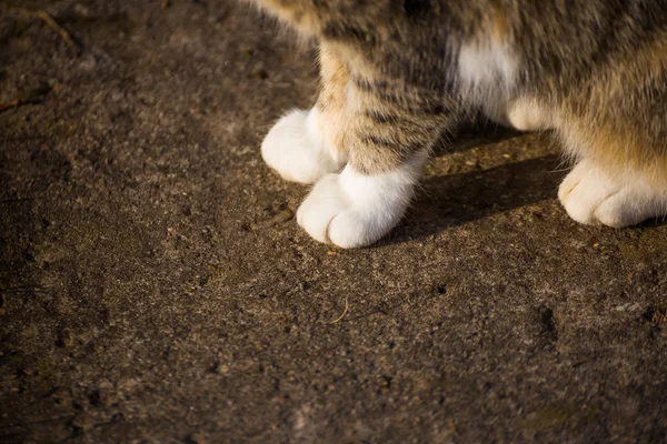 ふわふわ白い子猫の足 — ストック写真