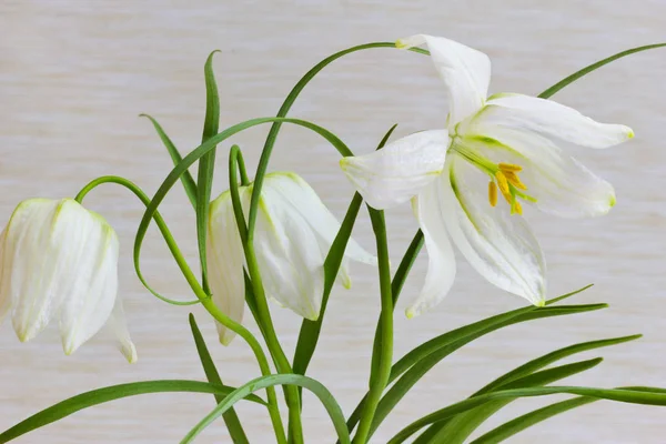 Tulipani Bianchi Fiori Studio Shot — Foto Stock