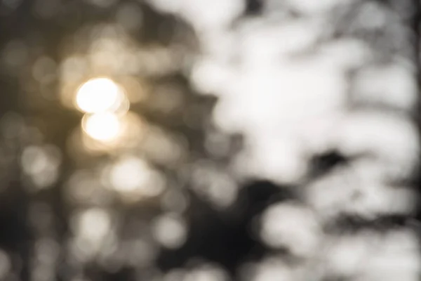 Nap Faágak Erdőben Bokeh Hatása — Stock Fotó