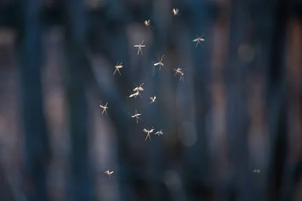Έντομα Πετούν Στο Φως Του Ήλιου Φθινόπωρο — Φωτογραφία Αρχείου