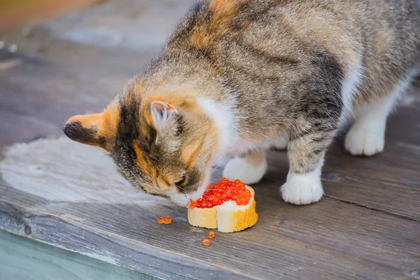 Gato Faminto Comendo Caviar Vermelho Rua — Fotografia de Stock