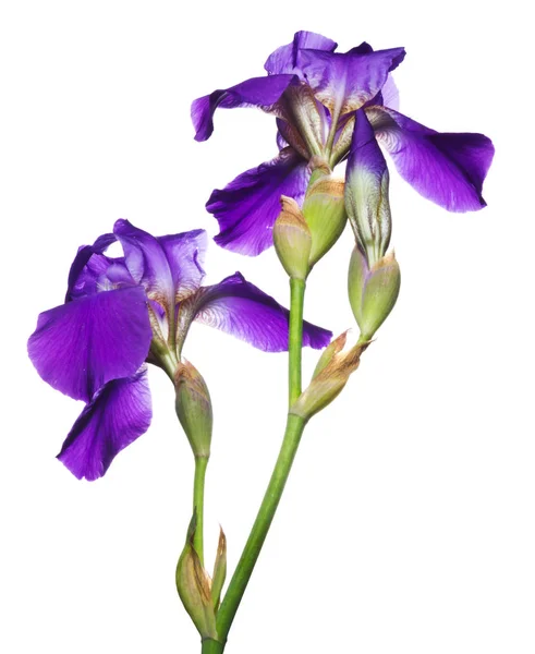 Irises Elszigetelt Fehér Háttér — Stock Fotó