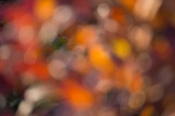 Гілки Апельсиновим Осіннім Листям Рододендрон Ефектом Боке — стокове фото