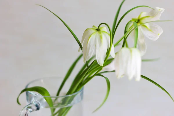 Tulipani Bianchi Fiori Studio Shot — Foto Stock