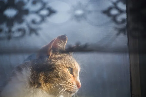 fluffy cat behind the glass from the old window and curtains