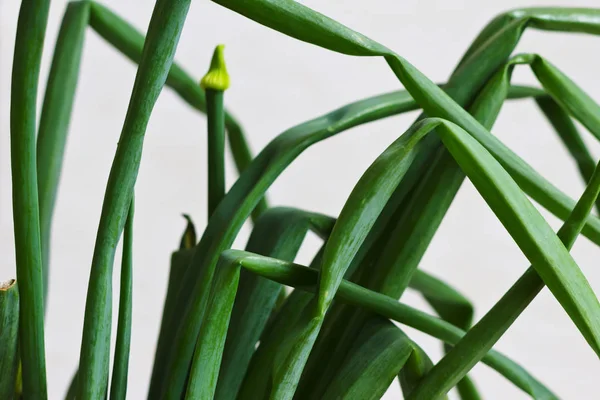 Yeşil Lale Yaprakları Buket Stüdyo Çekim — Stok fotoğraf