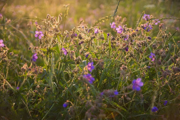 Champ Fleurs Violettes Été Lumière Soleil Couchant Prairie Aux Couleurs — Photo