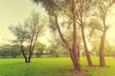 Moskova 'daki eğlence merkezi yakınlarındaki ağaçlı ve çimenli Yeşil Park.