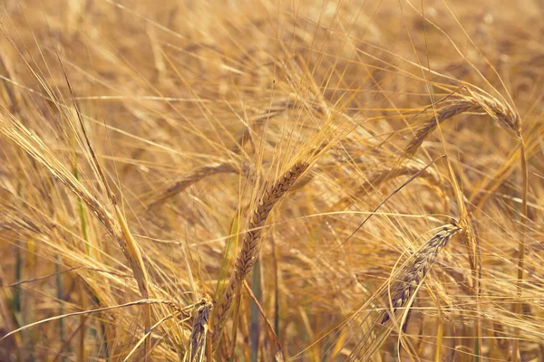 Sarı Kuru Olgun Tarlalar Buğday Yulaf Ile Sıcak Güneşin Altındaki — Stok fotoğraf