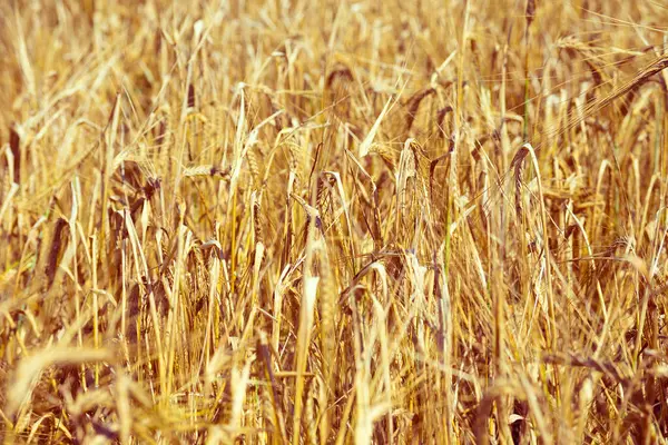 Sarı Kuru Olgun Tarlalar Buğday Yulaf Ile Sıcak Güneşin Altındaki — Stok fotoğraf