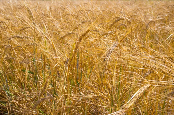 Gelbes Trockenes Und Reifes Feld Mit Weizen Oder Hafer Graswiese — Stockfoto
