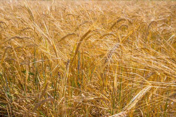 Yellow dry and ripe field with wheat or oats, grass meadow under the hot sun