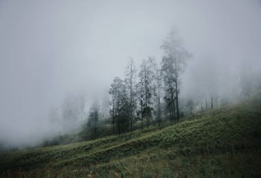 Tambora Dağı, Bima, Endonezya