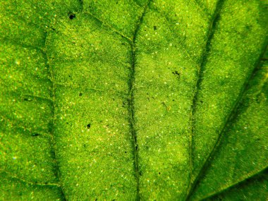 Yakın sayfa yaprağı dokusu, soyut arka plan.