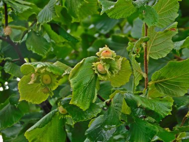 Hala dalda olan hazel meyveleri.