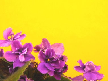 Sarı arka planda mor çiçekler.