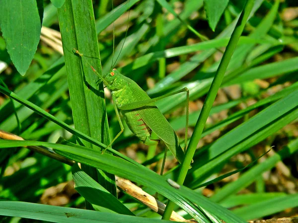 Gros Plan Une Sauterelle Verte Assise Sur Herbe — Photo