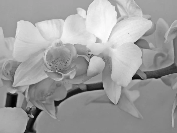 Czarno Białe Zdjęcie Storczyków Phalaenopsis Jasnym Tle — Zdjęcie stockowe