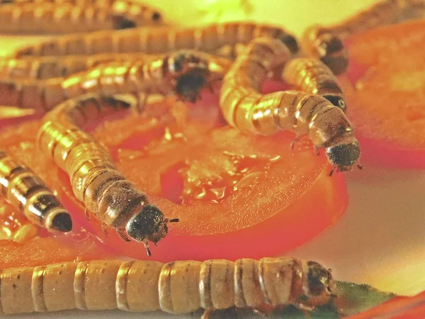 Foto Com Larvas Insetos Zophobas Morio Uma Fatia Tomate — Fotografia de Stock