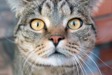 Tabby kedisi yakın çekim. Bir kedinin sarı gözleri.