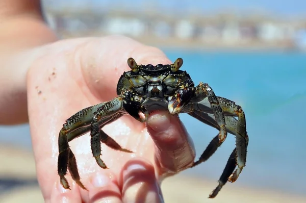 Crab in the hands of a boy.