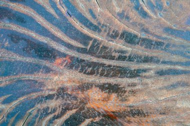 Yıllık halkaları, arka planı ya da duvar kağıdı olan ahşap doku. metin