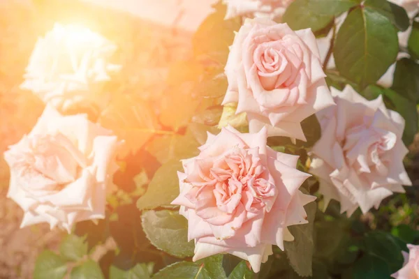 Rosas de té rosadas contra el sol brillante. Tonificado. Verano . — Foto de Stock