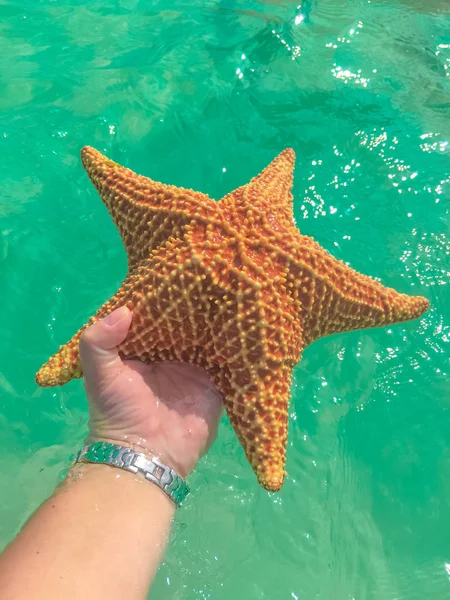 Sea star in hand on crystal turquoise water background. Red starfish in Caribbean sea, copy space.