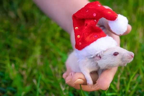 Blahopřání k novému roku. Symbol nového roku 2020-bílá, stříbrná krysa. Roztomilá bílá krysa v klobouku Santa Clause na pozadí jasně zelené trávy — Stock fotografie