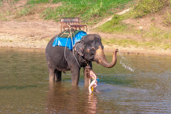 Девочка-подросток моет слона. Девушка со слоном в воде. Слон плавает с девушкой . — стоковое фото