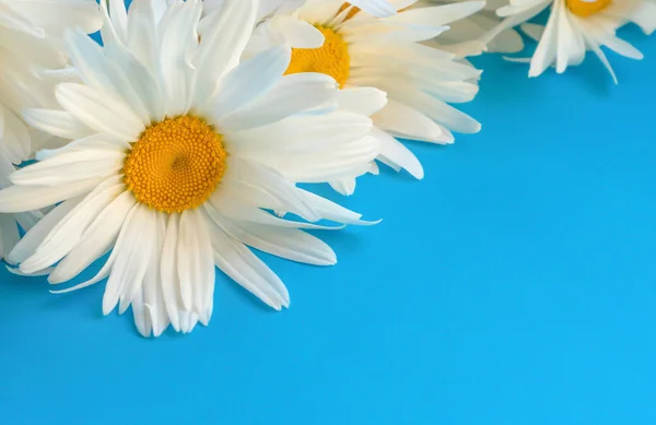 파란색 배경에 큰 데이지의 꽃다발. 카모마일 닫기 — 스톡 사진
