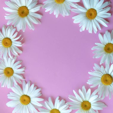 Büyük papatyalar pembe bir arka planda bir daire olarak sıralanır. Metin için çerçeve. Kopyalama alanı