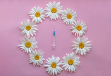 Büyük papatyalar pembe bir arka planda bir daire olarak sıralanır