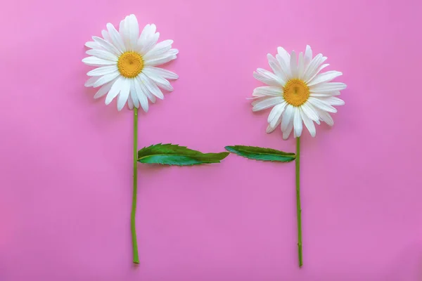 Dos margaritas grandes tiran de las hojas unas contra otras sobre un fondo rosado. El concepto de familia, amor y lealtad — Foto de Stock