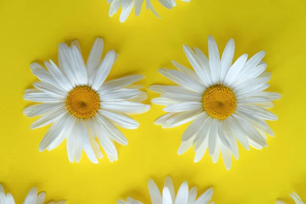 Dos margaritas grandes sobre un fondo amarillo. Textura, fondo. Margaritas de cerca — Foto de Stock