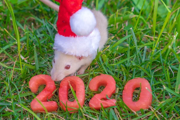 Blahopřání k novému roku. Symbol nového roku 2020-bílá, stříbrná krysa. Hezká bílá krysa v Santa Clause na pozadí jasně zelené trávy. Nápis 2020 z čerstvého melounu na zeleném pozadí — Stock fotografie