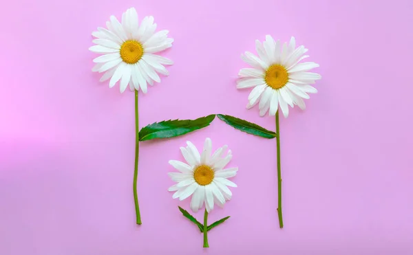 Una familia de flores: papá, mamá e hijos. Padres e hijos. Pareja enamorada. El concepto de adopción de niños por matrimonio entre personas del mismo sexo. Objetos aislados en el fondo lila — Foto de Stock