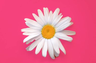 Pembe bir arka planda büyük papatya çekim. Yaz konsepti