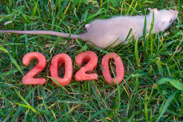 Mignon rat blanc sur un fond d'herbe vert vif. Inscription 2020 de pastèque fraîche . — Photo