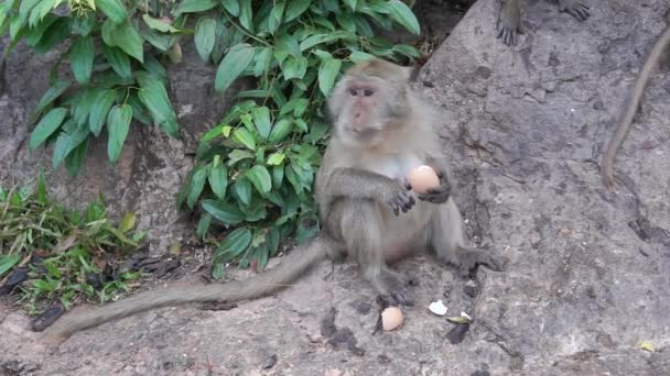 Mono Come Huevo Hervido Robado Mono Salvaje Sentado Camino Comiendo — Vídeos de Stock